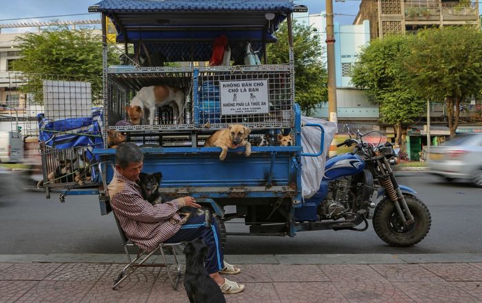 Người đàn ông U60 chăm sóc bầy chó hơn 20 con: Ăn ngủ trên xe tự chế